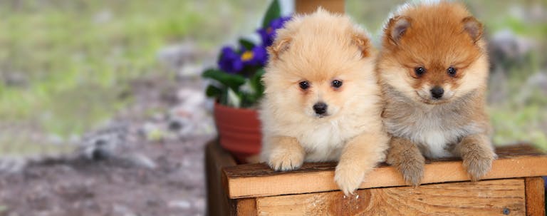 How to Train a Pomeranian to Use a Litter Box